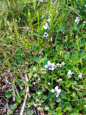 Native Violets